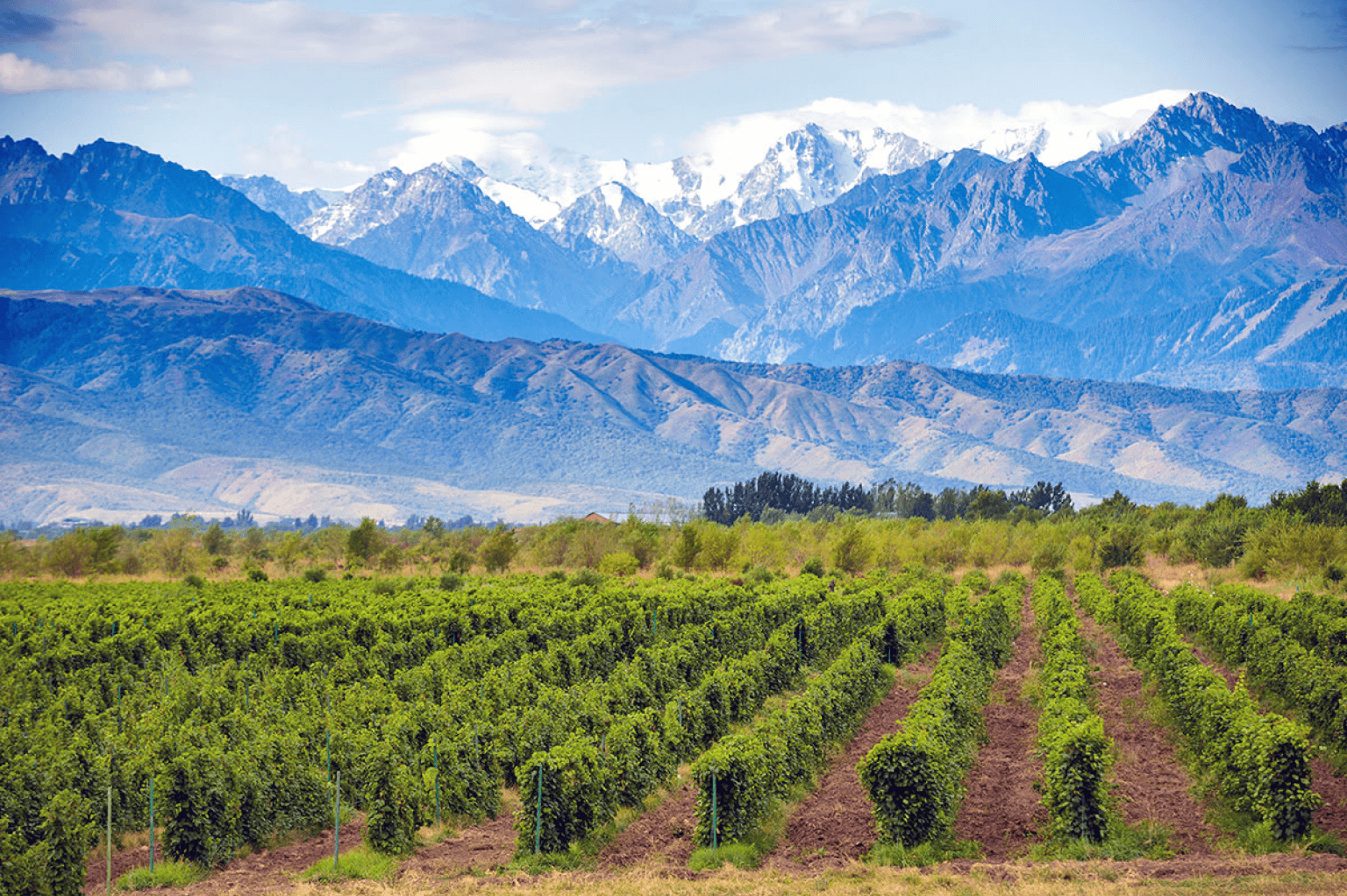 mendoza